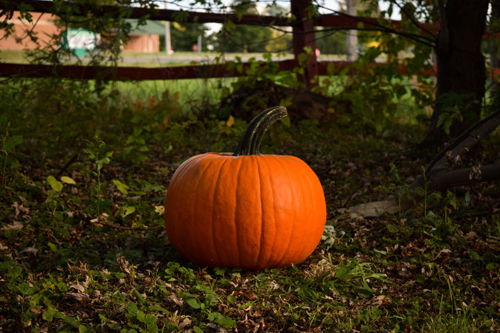 5 Ways to Reuse Your Pumpkin Guts